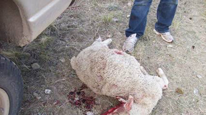 mt grizzly sheep 3.jpg